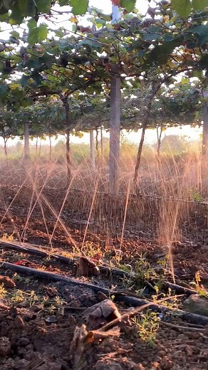 🚨 Never use one-size-fits-all irrigation for orchards! Ordinary tapes drown roots or miss branches—ORIENTFLEX’s micro sprinkler tape is the only tailored solution for fruit farms, boosting yields & saving water. Our tape delivers gentle, targeted mist that reaches every canopy layer—perfect for apple, mango, citrus, and olive orchards. Adjustable spray radius (1-3m) and pressure tolerance (0.5-4 bar) fit mature trees & young saplings alike, no dry spots or overwatering👇 💪 10 years as a global