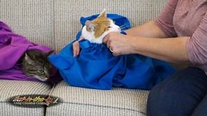 3.4K reactions · 3.2K shares | Traveling with your cat for the holidays? Cat-in-the-bag carriers are great not only for vet visits, but for longer car trips too! Put them under the tree for the cat-lovers on your list! It's the ORIGINAL bag-style carrier, crafted with care! | Cat in the bag co. | Facebook