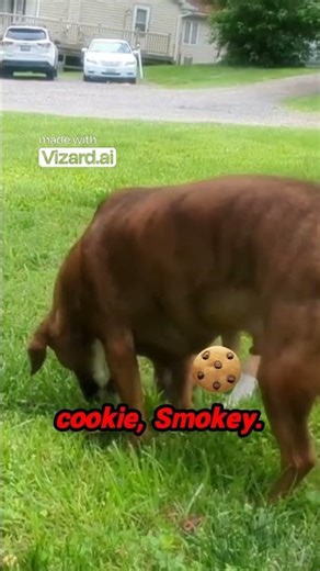 Dogs Sharing Cookies Watch This Adorable Moment!