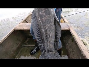Hunting Giant Snakehead | Best Fishing Video