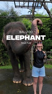 7K views · 30 reactions | Elephant Mud Fun at Bali Zoo? It’s messy,...