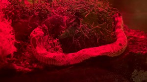 22 reactions · 6 comments | Our Educational Ambassador, Alger Hiss, just had dinner. | Woodside Wildlife Rescue | Facebook