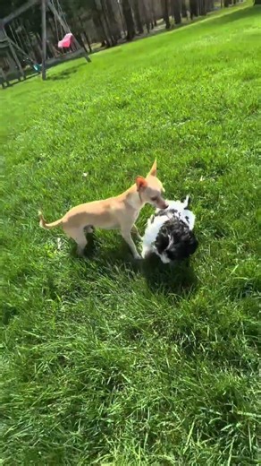 @neeliehunt: I think tacos finally warming up to Leo however I don’t think taco realizes
