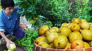 652K views · 10K reactions | Sand pear brine white vinegar soaked for a week, sour acid crisp crisp fried pork belly, appetizer meal【KangzaiFarmers】 #KangzaiFarmers #immersive #picking #radish #rurallife | KangzaiFarmers | Facebook
