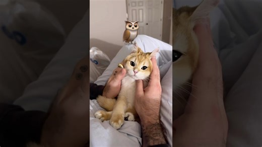 See what our furry friend’s DNA says about them