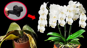 How to Grow Orchids FAST! Strong Flower Sprouts, Healthy Development | Balcony & Garden