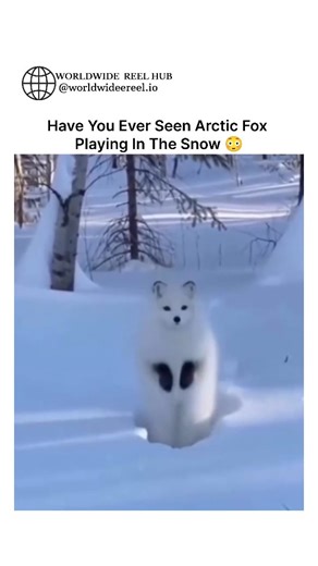WORLDWIDE REEL HUB on Instagram: "Yes, Arctic foxes are incredibly playful creatures that thrive in the snow, often captured on camera tumbling, jumping, and playing in the deep white landscape. They are perfectly adapted to the cold, using the snow to hunt and play during the long winter months. Here is what it looks like when an Arctic fox plays in the snow: Snow Diving & Pouncing: When hunting, they listen for lemmings under the snow, leaping high into the air and nose-diving straight into th