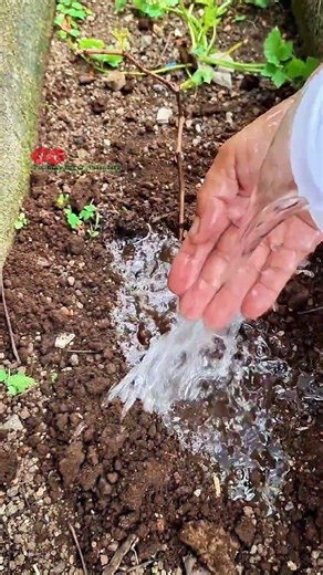 Planting a grape tree that is hard to believe but successful