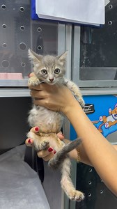 Die große Wunde am Bauch von Baby Katja ist nach 3 Wochen verheilt und Sie darf nach Hause. #antalyasidelivestream #catsandgold #ahmetselimsimsek #antalyasideinformationen | Cats and Gold