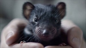 46K views · 975 shares | Devil Ark needs your help! This is a project making a real difference to save the endangered Tasmanian Devil - support their crowdfunding campaign by donating and sharing. Lets help this go global: pozible.com/project/help-save-the-tasmanian-devil | WWF-Australia | Facebook