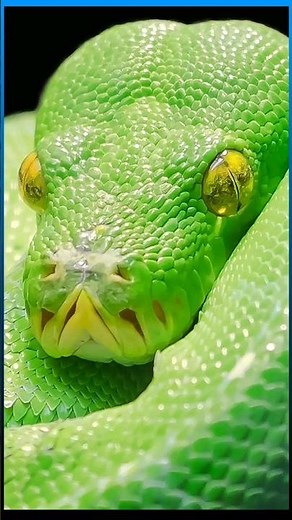 🐍🐍Differences between Green Tree Boa and Emerald Tree Python | Amazing Zoo Miami Animals #snake