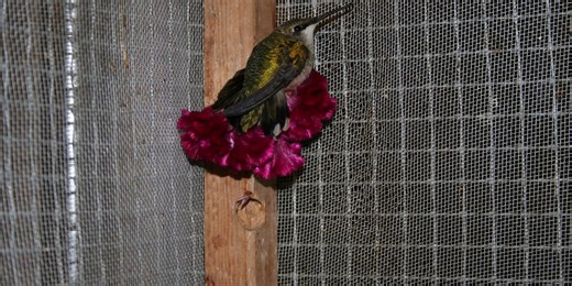 Hummingbirds begin spring migration; Southwest Virginia Wildlife Center offers feeder tips