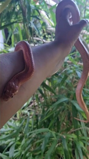 Motley Corn Snake