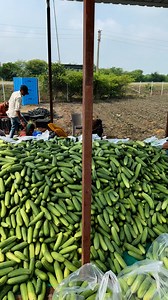 7.9K views · 229 reactions | Dhakad Nursery Shajapur Arjun on Reels | Facebook