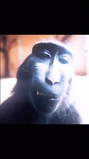 Gif names finding 274/2000 | 🦍⚡️ | MONKEY RIZZ | #gif #shorts #edit #meme #troll #monkey #rizz