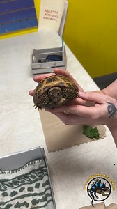 Did you know that we offer tortoise beak trims as well as nail trims for reptiles? 🐢 Today, you'll get to watch as a Russian Tortoise gets his beak trimmed by Jennii. He looks so great afterwards! 😁 #tortoise #turtle #service #cute #behindthescenes #makeover | The Tye-Dyed Iguana