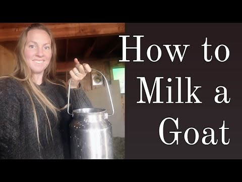 How to MILK a GOAT