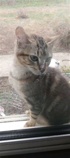 How much is that kitty in the window