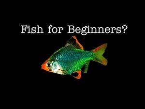 Green Tiger Barb Fish - Care, Breeding, Feeding