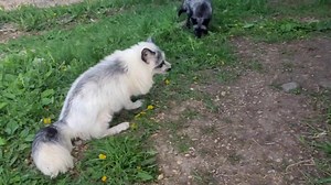 67K views · 7.7K reactions | Milo update! Also featuring Mala 力❤力 Milo update from a couple weeks back ⬇️ https://www.facebook.com/376054892842542/posts/936283146819711/ | Saveafox Corporation | Facebook