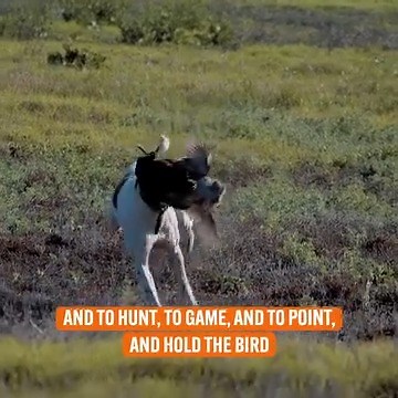 13K views · 159 reactions | Raising/Training Hunting Dogs #reels #huntingdogs #dogs #huntingseason | Dogumentary TV | Facebook
