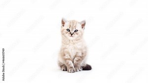 The kitten sits and looks around. The kitten hiccups. Kitten is isolated on a white background. Two month old kitten. Scottish purebred cat.