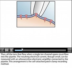 【科普】The Patch Clamp Method （youtube）内嵌字幕