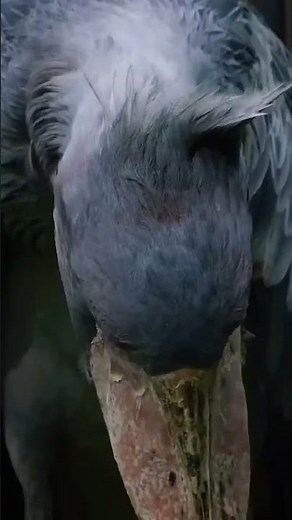 Shoebill Stork: The Bird That Sounds Like a Machine Gun 🦅💥