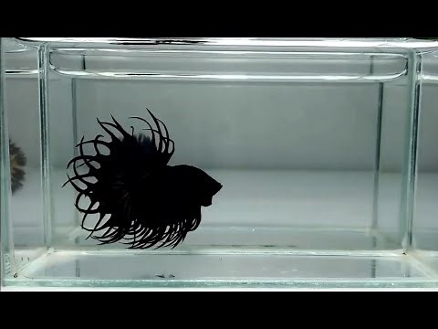 Super Black Crowntail Betta Fish Like Venom | Red Blue Betta and Rainbow Betta
