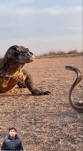 Komodo Dragon vs Snake 🦎🐍 | Deadly Wild Encounter.