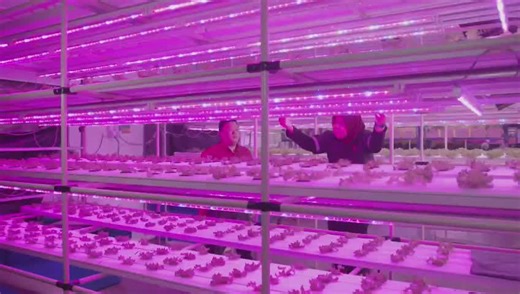 Inovasi - Lampu LED Formulasi Khas untuk Kilang Tanaman Lampu LED Formulasi Khas untuk Kilang Tanaman ini telah dibangunkan hasil kerjasama Penyelidikan oleh MARDI dan rakan strategik, Impressive Edge Sdn. Bhd. Lampu LED Formulasi Khas untuk tanaman ini telah dikomersialkan dan boleh didapati dipasaran Info lanjut, boleh hubungi syarikat IE Grow Light Sdn. Bhd. Tel: 606-3346 1977, 6012-361 6007 Emel: iesb@impressive-edge.com, wonggs@impressive-edge.com Website: www.imp-edge.com Facebook: https:/