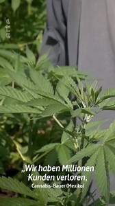 72K views · 121 reactions | Sollte man Cannabis legalisieren? Und wie könnte sich eine Legalisierung auswirken? Der Dokumentarfilm "Cannabis: Der große Hype um Hanf" sucht Antworten ⤵ arte.app.link/Cannabis-Hype | ARTE Info | Facebook