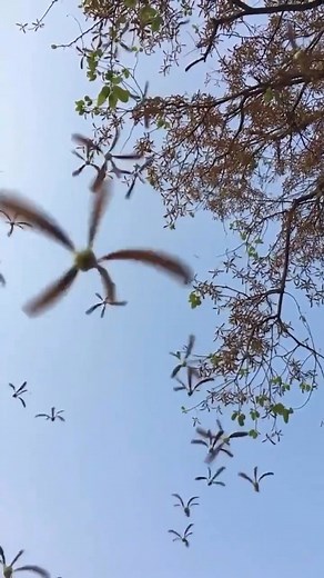 Sacred Geometry | “Winged Helicopter Seeds” Falling from a Maple Tree 🚁 Have you ever seen “helicopter” seeds before? These seeds get their nickname because... | Instagram