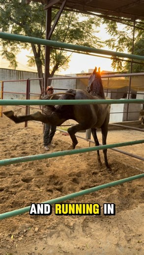 One of the best lessons I learnt from Clinton Anderson. It just seems a small part, but this the difference it makes. That’s why Clinton is the best Horse trainer in the World. #clintonandersonmethod #downunderhorsemanship #horse #horsetraining #learntrainteach | Around TheHorsemanship
