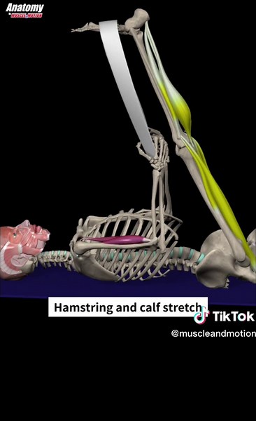Exploring the Gastrocnemius Muscle in 3D