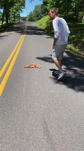 My husband the fawn rescuer! Little man wasnt fast enough to get across the road. Just needed a little help! #deer #familyfarm #adorable #DeerBaby #animal #deerreels #farmer #farming #foryou #trending | Perry The Donkey