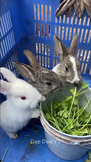 Rabbit Tails Are NOT What You Think 🤯