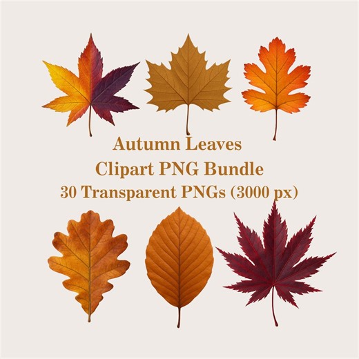 Fall Leaves Clipart: Autumn Leaf PNG Bundle, 30 Transparent PNG, Digital Botanical Clip Art - Etsy