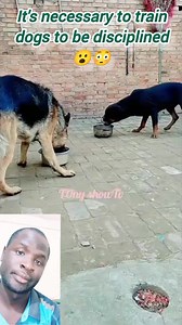 Train dogs to be docile 😮😮😮😳 #funnyreels #viral Edith Naitore | Jahome