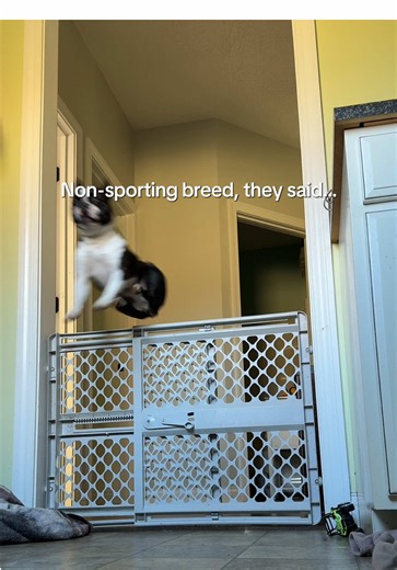 Boston Terriers Prove Their Playful Spirit