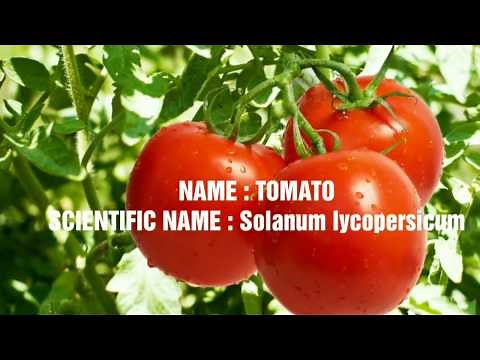 Scientific Names Of Vegetables | Scientific Names of 10 Vegetables