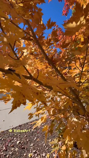 Spectacular colorful leaves Maple leaf shape? I don’t know. Look, each tree has different color . shades of fall.. Flagstaff, Arizona in October 🍁 #autumn #leaveschanging #thankful #colors #mapleleafs #leaves 🍁🍂 #photography Reel by Bisbee Art 🔹 @topfans | Bisbee Art