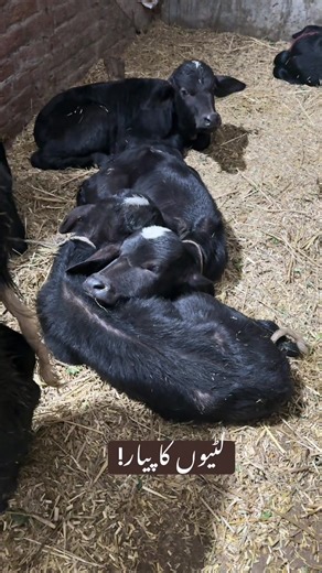 Exploring Kasana Dairy Farm: A Journey into Farmology