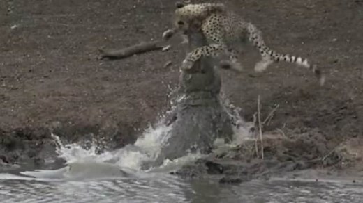 Cheetah killed by a croc after it's caught unawares at a drinking hole