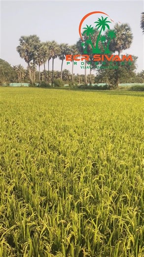 ECR SIVAM PROPERTIES # 1 Acre agriculture land price 27 L negotiable #agriculture shorts