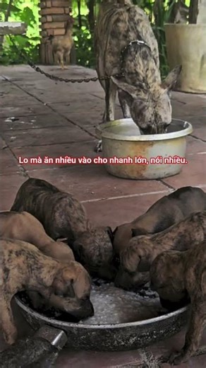 Chó Phú Quốc 28 ngày tuổi.#chophuquoc #dog #pets #dongvat #doglife #animals #doglove #cute #funny