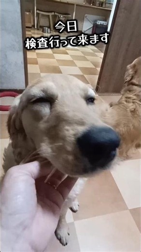 相変わらずホルスの目のおはぎ😅でも元気なのでバトル中…#犬#ゴールデンレトリバー#goldenretriever #ゴールデンドゥードル#goldendoodle