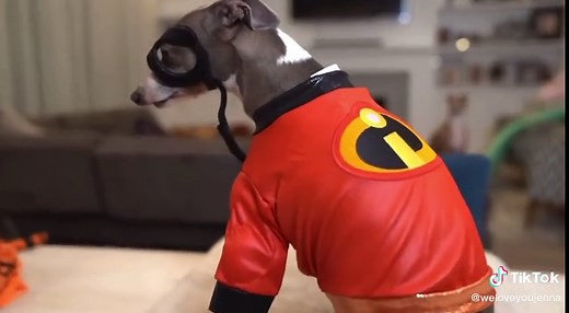 Jenna Marbles Kermit Dog Costume | Incredible Transformation