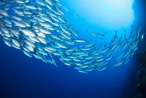 SIMPLOT AUSTRALIAN BRAND JOHN WEST AND PACIFICAL SET MILESTONE