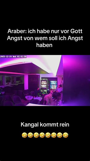 Kangal Hund in der Shisha Bar: Angst und Humor!